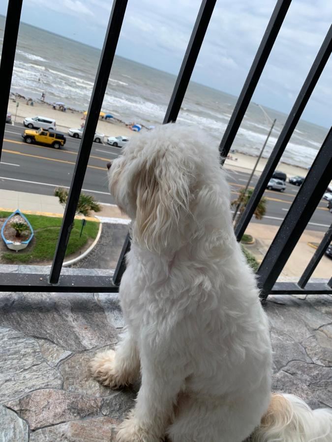 Amazing And Spectacular Ocean And Beach Views In 加尔维斯敦 外观 照片